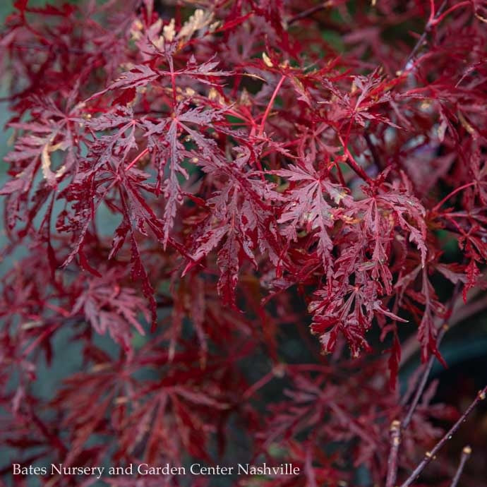  #3Acer Pal Var Diss Red Dragon/ Dwarf Red Weeping Japanese Maple
