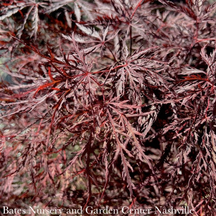  #3Acer Pal Var Diss Red Dragon/ Dwarf Red Weeping Japanese Maple