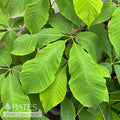  #3 Aesculus Parviflora/ Bottlebrush Buckeye Native (TN)