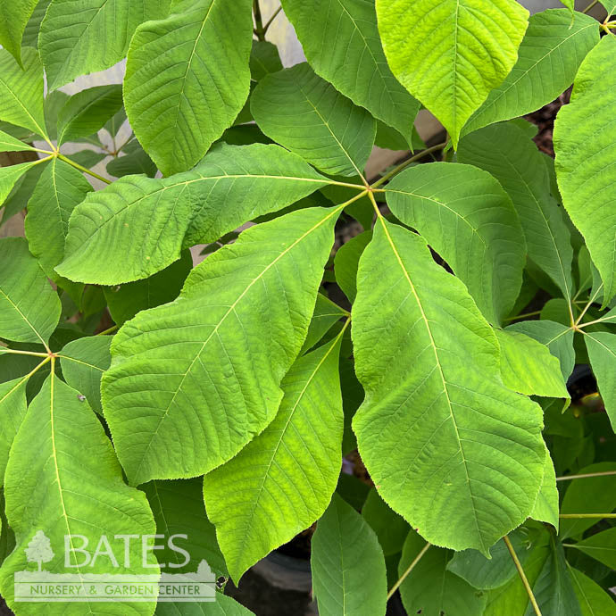  #3 Aesculus Parviflora/ Bottlebrush Buckeye Native (TN)