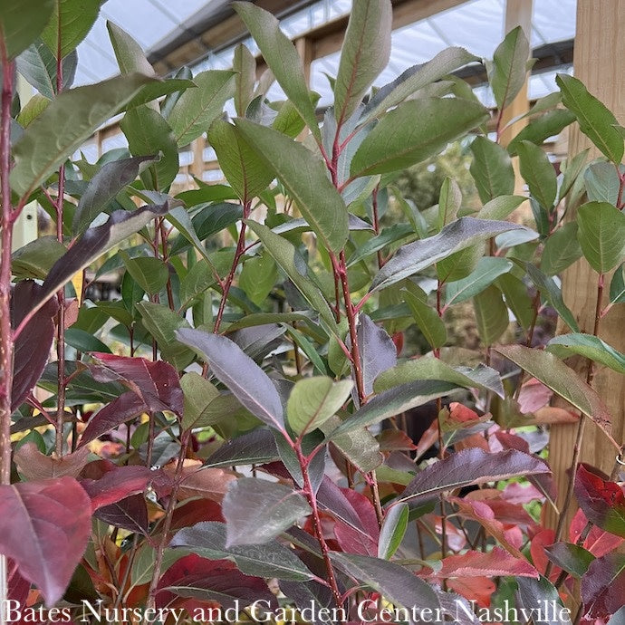 #3 Aronia Melano PW Low Scape 'Snowfire'/ Black Chokeberry Native (TN)