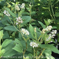  #3 Ceanothus Americanus/ New Jersey Tea Native (TN)