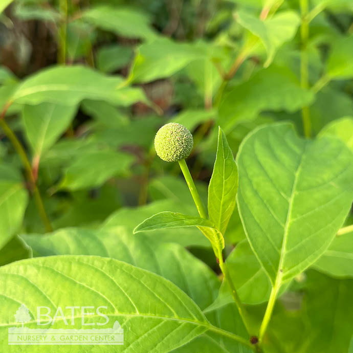  #3 Cephalanthus Occ Crimson Comet/ Buttonbush Native (TN)