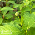  #3 Cephalanthus Occ Crimson Comet/ Buttonbush Native (TN)