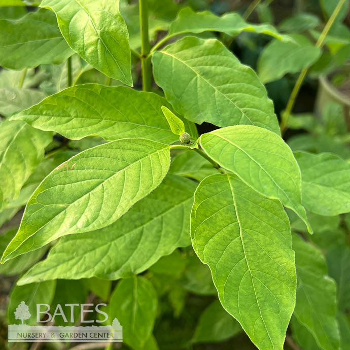 #3 Cephalanthus Occ Crimson Comet/ Buttonbush Native (TN)