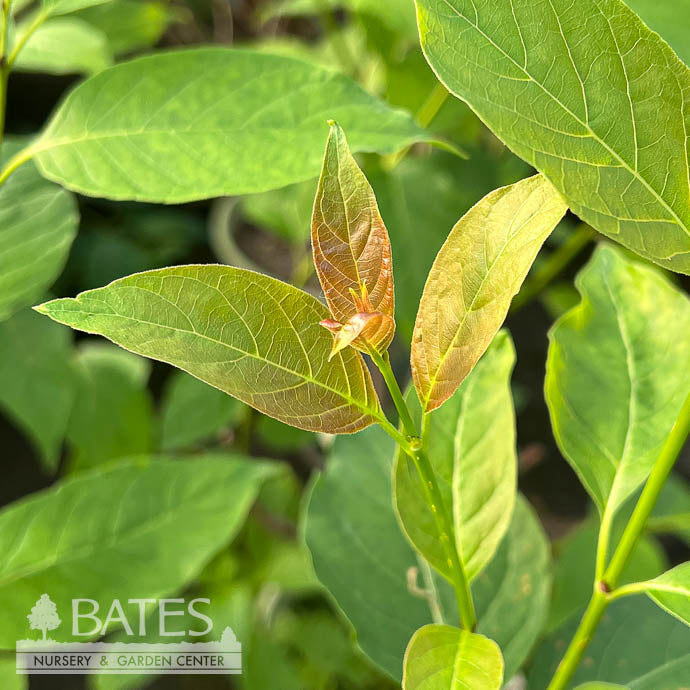  #3 Cephalanthus Occ Crimson Comet/ Buttonbush Native (TN)