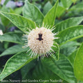  #3 Cephalanthus Occ Sugar Shack/ Dwarf Buttonbush Native (TN)