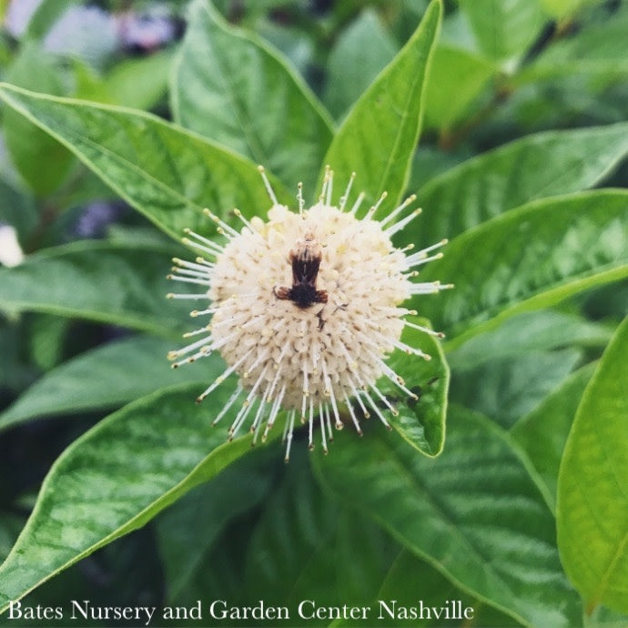  #3 Cephalanthus Occ Sugar Shack/ Dwarf Buttonbush Native (TN)