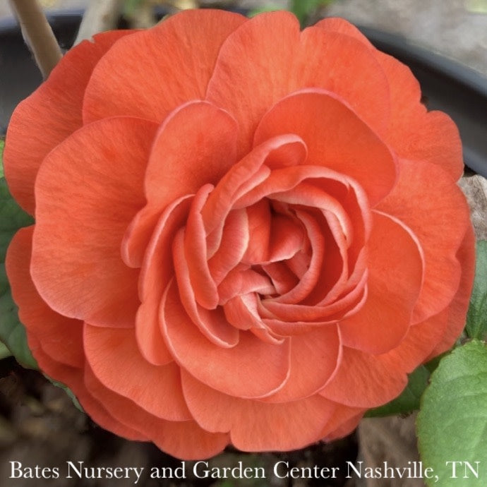  #3 Chaenomeles Speciosa PW Double Take Orange Storm/ Flowering Quince