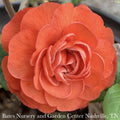  #3 Chaenomeles Speciosa PW Double Take Orange Storm/ Flowering Quince