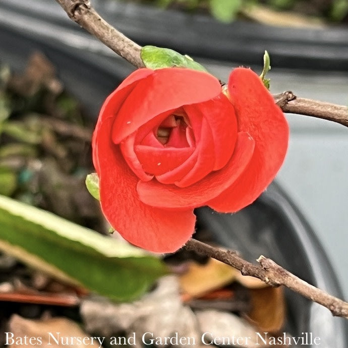  #3 Chaenomeles Speciosa PW Double Take Orange Storm/ Flowering Quince