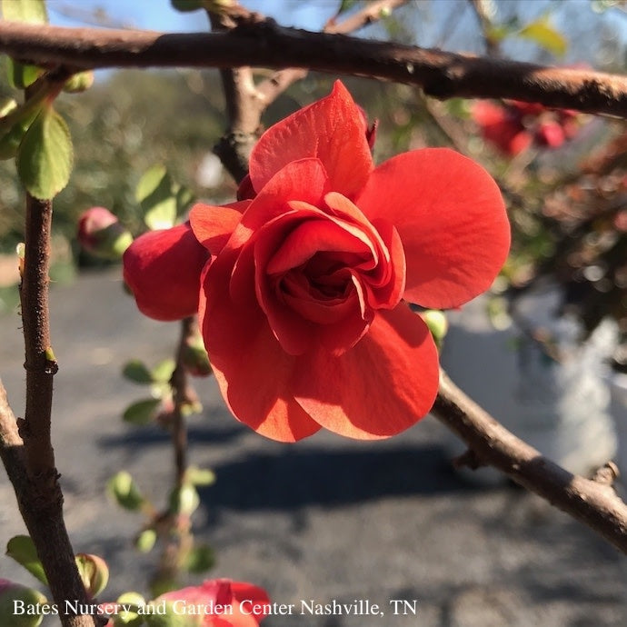  #3 Chaenomeles Speciosa PW Double Take Orange Storm/ Flowering Quince
