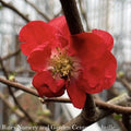  #3 Chaenomeles Speciosa PW Double Take Scarlet Storm/ Flowering Quince