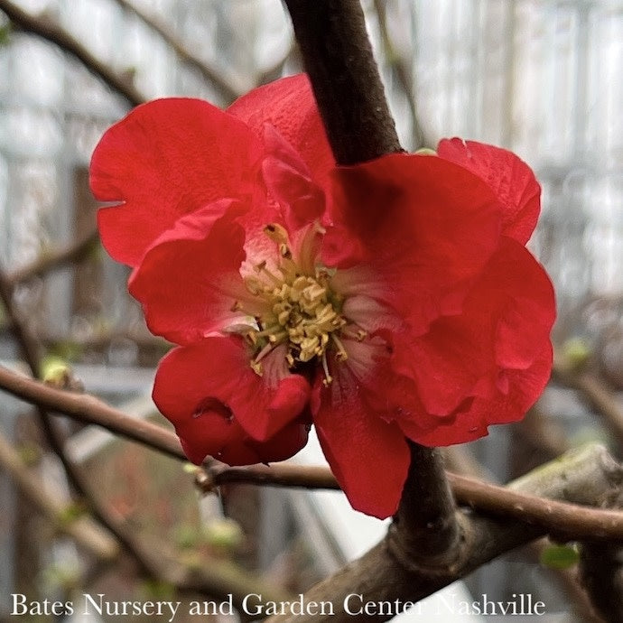  #3 Chaenomeles Speciosa PW Double Take Scarlet Storm/ Flowering Quince
