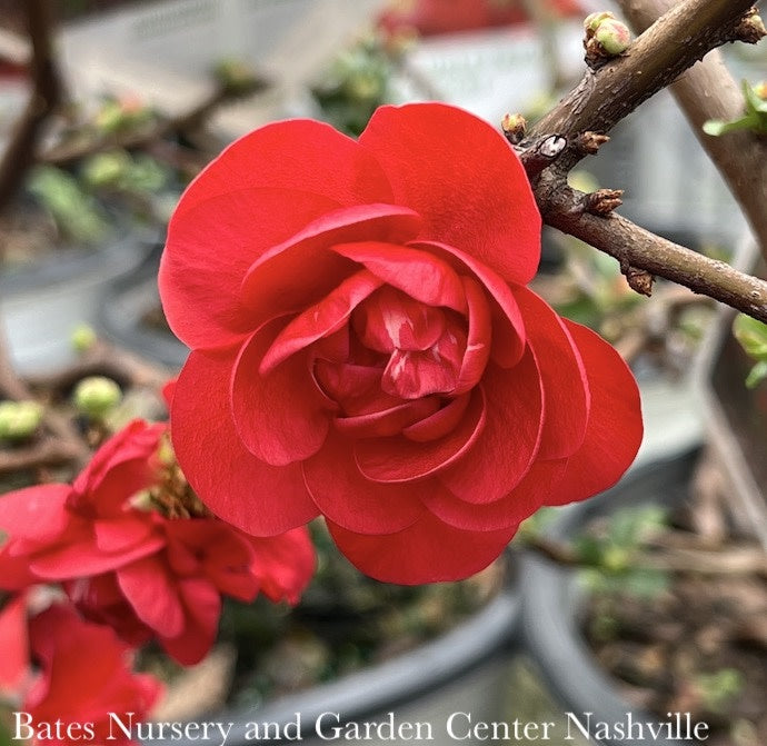  #3 Chaenomeles Speciosa PW Double Take Scarlet Storm/ Flowering Quince