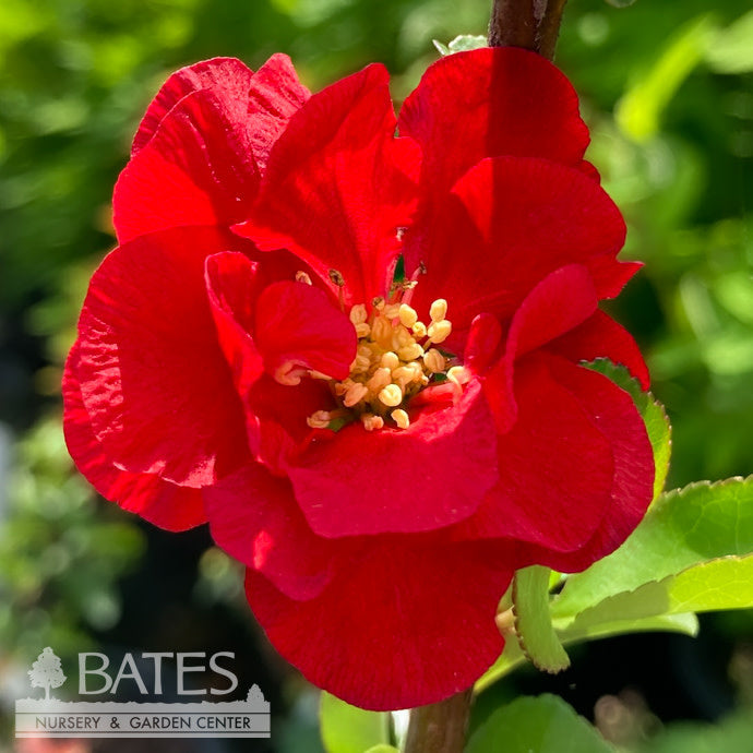  #3 Chaenomeles Speciosa PW Double Take Scarlet Storm/ Flowering Quince