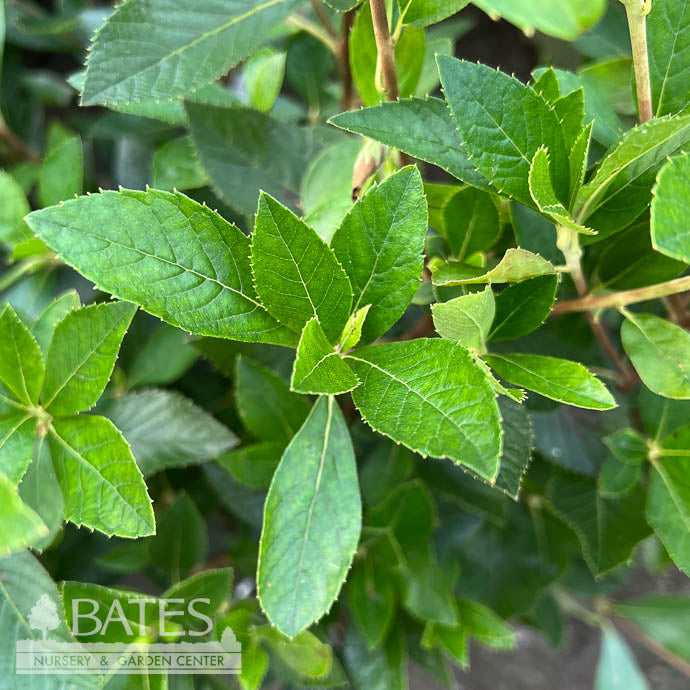  #3 Clethra Alnifolia AB Hummingbird/ White Summersweet Native (TN)