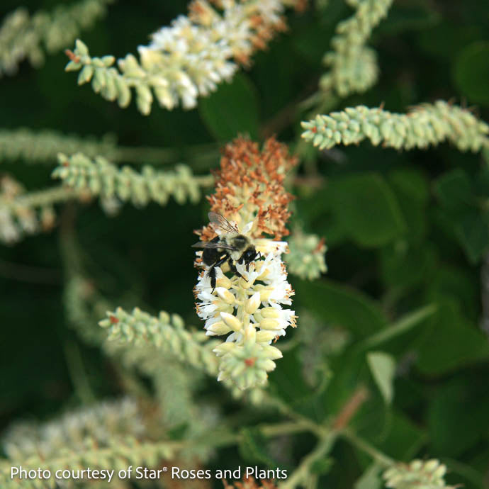 #3 Clethra Alnifolia Summer Sparkler/ White Compact Summersweet Native (TN)