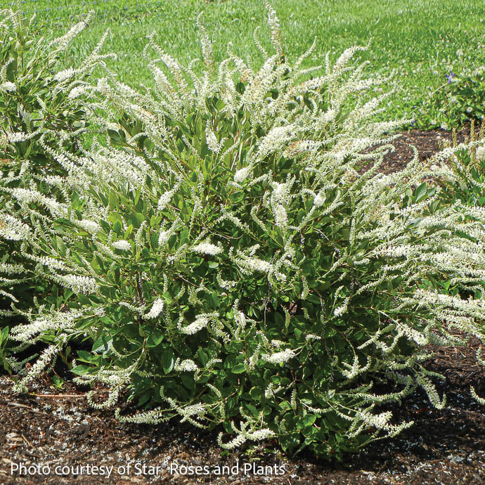  #3 Clethra Alnifolia Summer Sparkler/ White Compact Summersweet Native (TN)