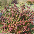  #3 Diervilla Rivularis PW Kodiak 'Black'/Bush Honeysuckle Native (TN)