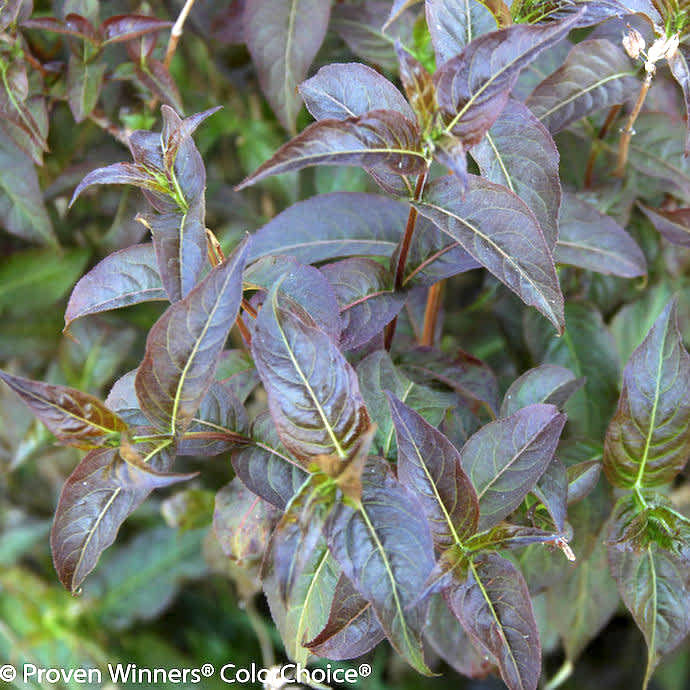  #3 Diervilla Rivularis PW Kodiak 'Black'/Bush Honeysuckle Native (TN)