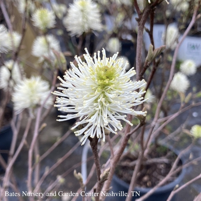  #3 Fothergilla X Mt. Airy/ Witch Alder