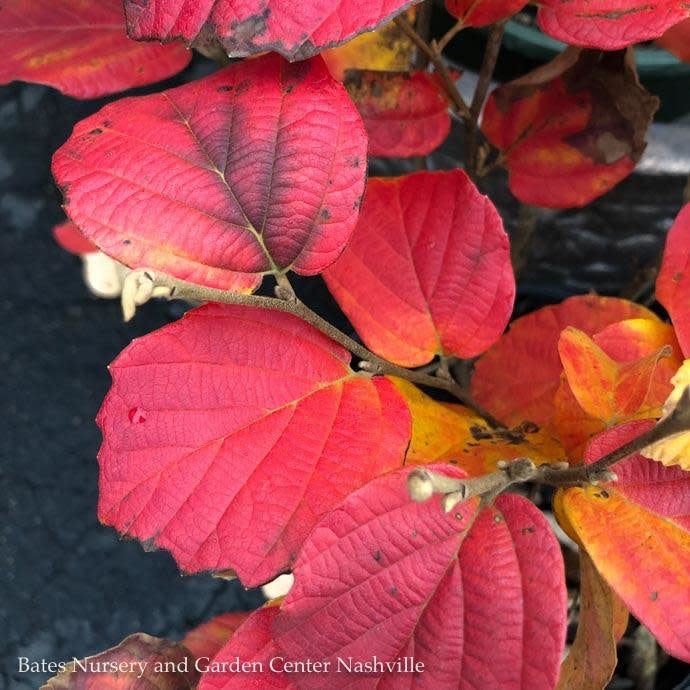  #3 Fothergilla X Mt. Airy/ Witch Alder
