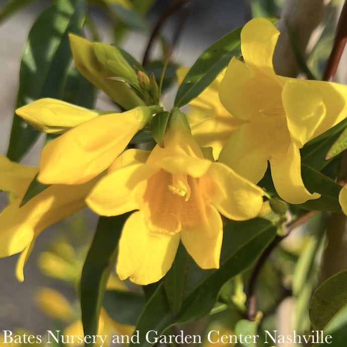  #3 Gelsemium Sempervirens/ Carolina Jessamine, Jasmine Native (TN)