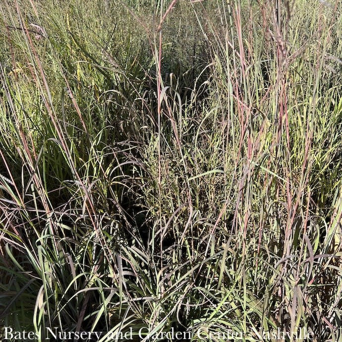  #3 Grass Andropogon Ger Holy Smoke/ Big Bluestem Native (TN)