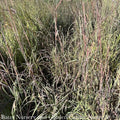 #3 Grass Andropogon Ger Holy Smoke/ Big Bluestem Native (TN)