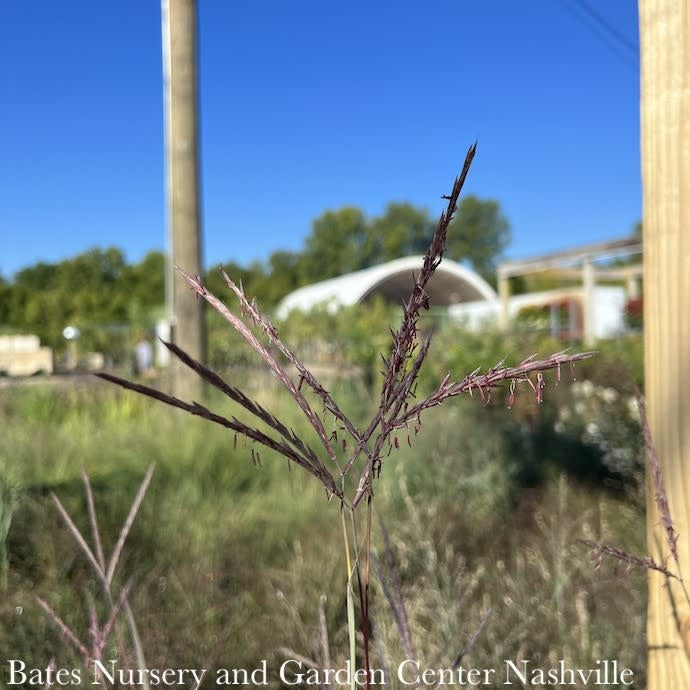  #3 Grass Andropogon Ger Holy Smoke/ Big Bluestem Native (TN)