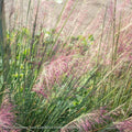  #3 Grass Muhlenbergia Capillaris/ Pink Muhly Native (TN)