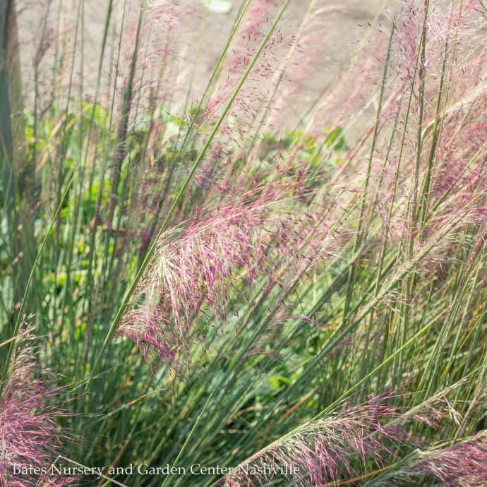  #3 Grass Muhlenbergia Capillaris/ Pink Muhly Native (TN)