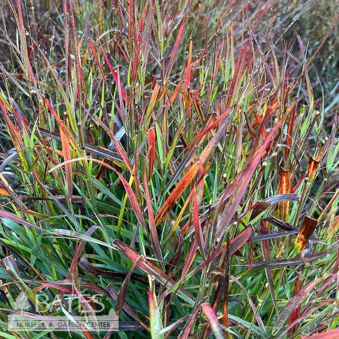  #3 Grass Panicum Virg PW Cheyenne Sky/ Switch Native (TN)