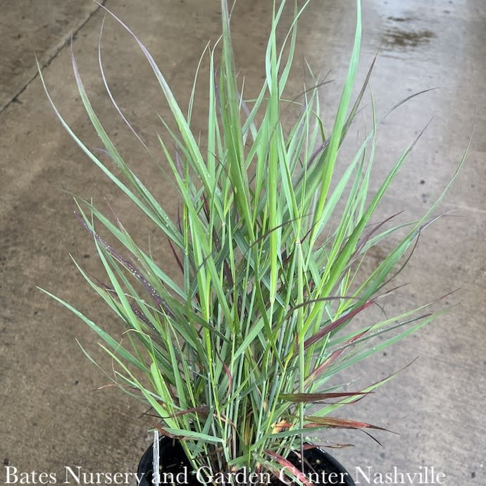 #3 Grass Panicum Virg PW Cheyenne Sky/ Switch Native (TN)