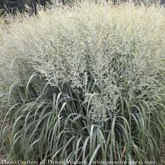  #3 Grass Panicum Virg PW Niagara Falls/ Switch Native (TN)