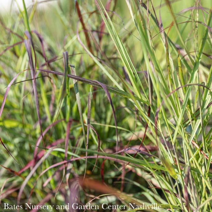  #3 Grass Panicum Virg Ruby Ribbons/ Switch Native (TN)