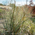  #3 Grass Panicum Virg Thundercloud/ Switch Native (TN)