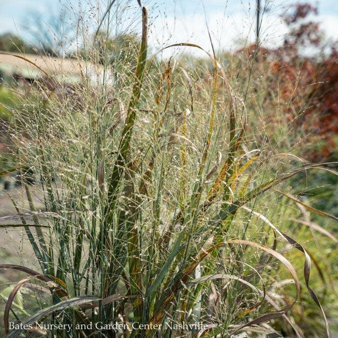  #3 Grass Panicum Virg Thundercloud/ Switch Native (TN)