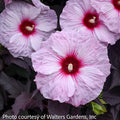  #3 Hibiscus Mosc Dark Mystery/ White With Red Eye, Dark Leaves Hardy Native (TN)