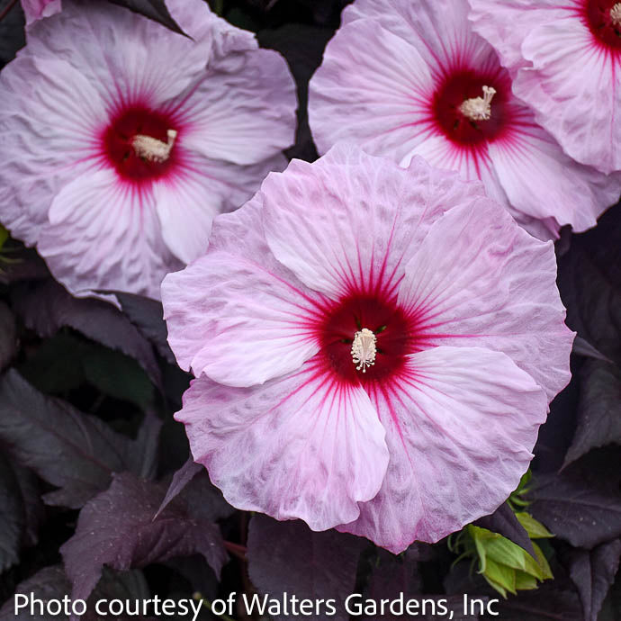  #3 Hibiscus Mosc Dark Mystery/ White With Red Eye, Dark Leaves Hardy Native (TN)