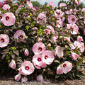  #3 Hibiscus Mosc Head Over Heels 'Blush'/Compact Pale Pink W/ Burgundy Eye Hardy Native (TN)