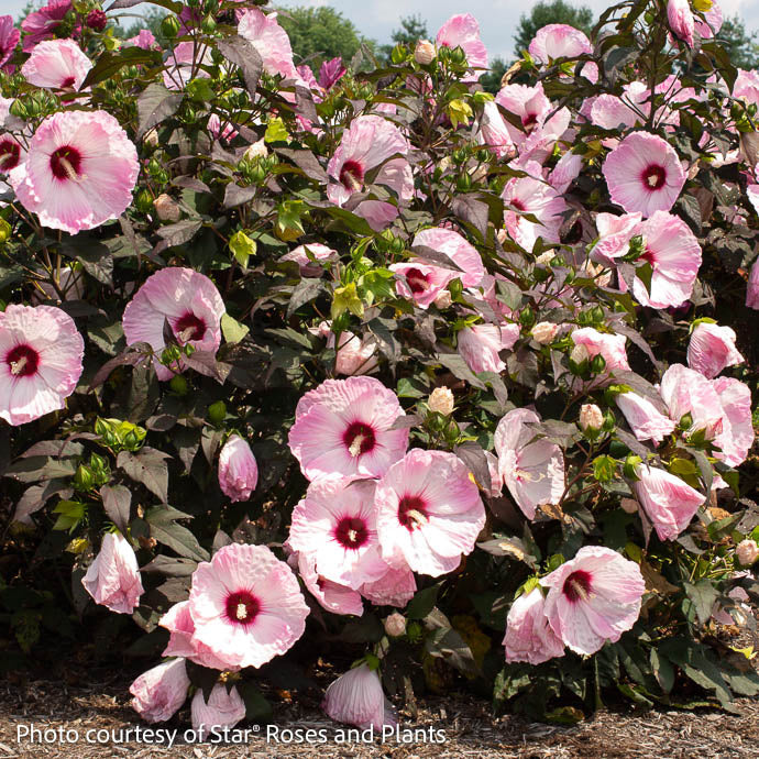  #3 Hibiscus Mosc Head Over Heels 'Blush'/Compact Pale Pink W/ Burgundy Eye Hardy Native (TN)