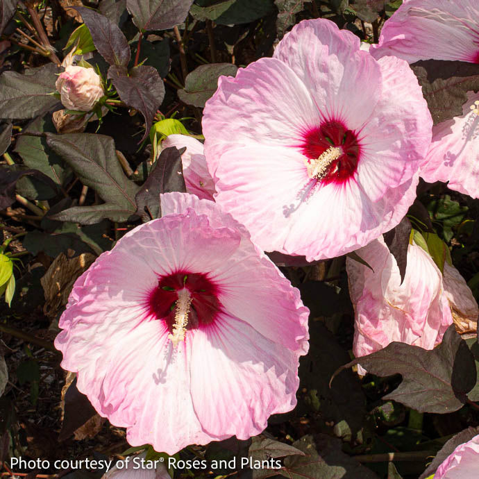  #3 Hibiscus Mosc Head Over Heels 'Blush'/Compact Pale Pink W/ Burgundy Eye Hardy Native (TN)