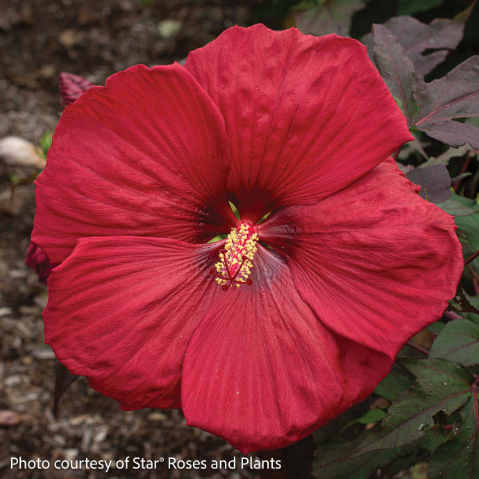  #3 Hibiscus Mosc Head Over Heels 'Desire'/ Red Compact Hardy Native (TN)