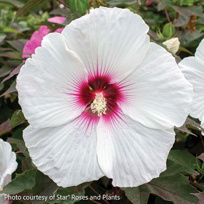  #3 Hibiscus Mosc Head Over Heels 'Dream'/ White With Red Eye Compact Hardy Native (TN)