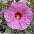  #3 Hibiscus X PW Summerific 'Berry Awesome'/ Hardy