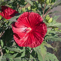  #3 Hibiscus X PW Summerific 'Cranberry Crush'/ Red Hardy