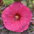  #3 Hibiscus X PW Summerific 'Evening Rose'/ Hot Pink Hardy