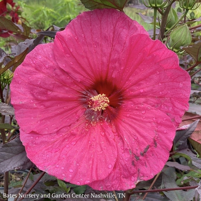  #3 Hibiscus X PW Summerific 'Evening Rose'/ Hot Pink Hardy